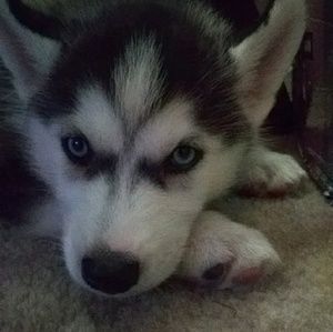 Meet your Posher, Victor